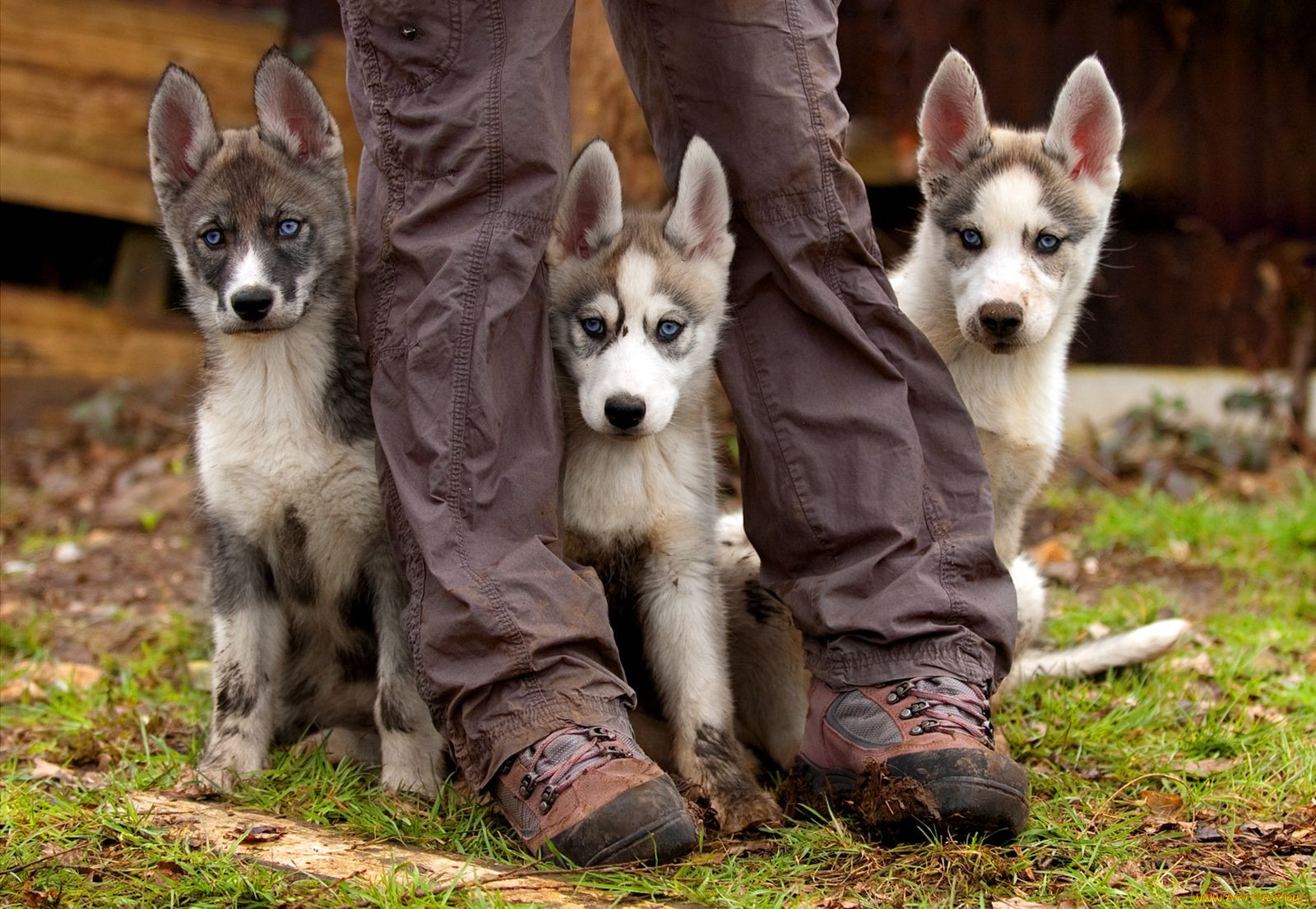 , , , dog